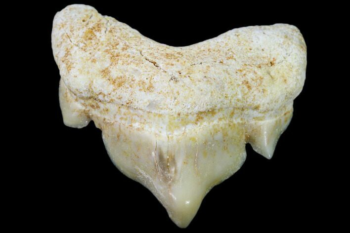 Pathological Shark (Otodus) Tooth - Morocco #108268